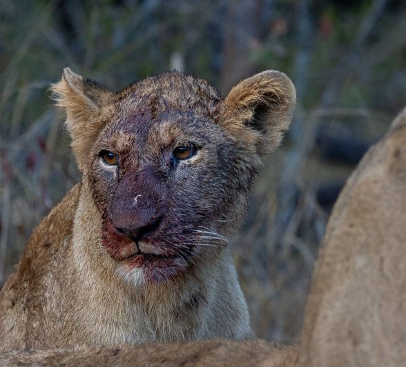 Sabi Sabi Ronald Mutero Msuthlu Lion Bloddy Face Sabi Sabi Ronald Mutero Msuthlu Lion Bloddy Face