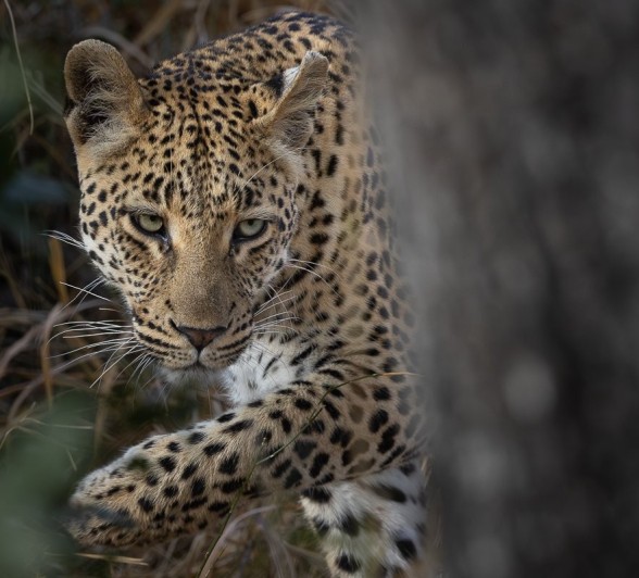 Golonyi spotted in the morning on a mission to hunt