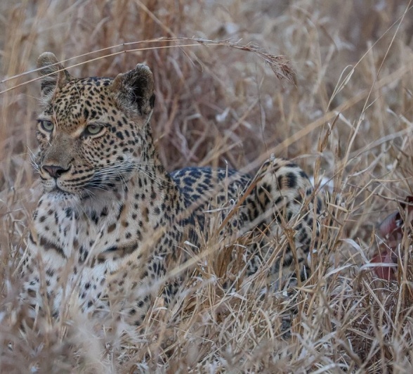 Sabi Sabi Ruan Mey Golonyi In The Grass Sabi Sabi Ruan Mey Golonyi In The Grass