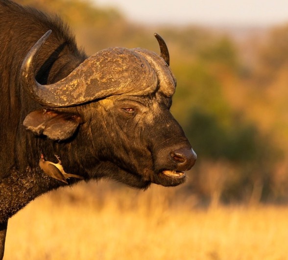 Sabi Sabi Benjamin Loon Buffalo Golden Light Sabi Sabi Benjamin Loon Buffalo Golden Light