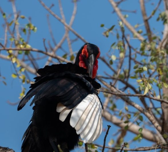 Sabi Sabi Viviane Ladner Ground Hornbill Bird Sabi Sabi Viviane Ladner Ground Hornbill Bird
