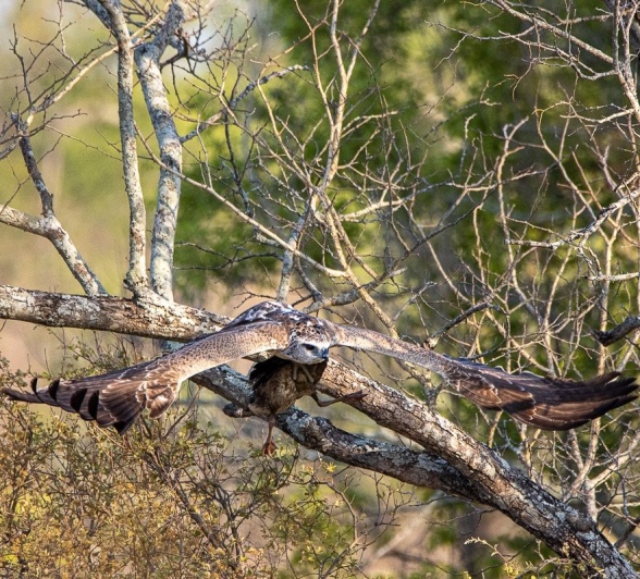 Sabi Sabi Ronald Mutero Marshal Eagle In Tree Sabi Sabi Ronald Mutero Marshal Eagle In Tree