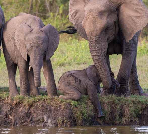 An elephant calf tries go to get into the watering hole near Sabi Sabi.