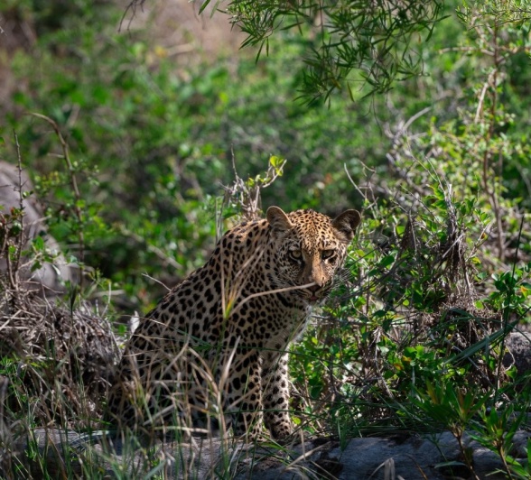 Sabi Sabi Viviane Ladner Golonyi Male In Bush