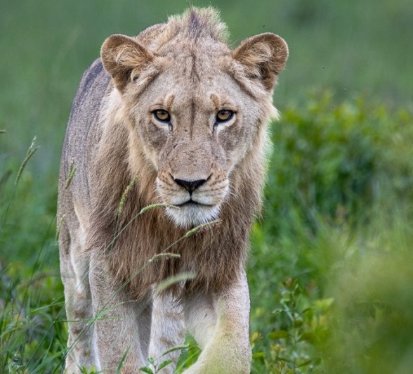 Sabi Sabi Ronald Mutero Msuthlu Lion In Grass