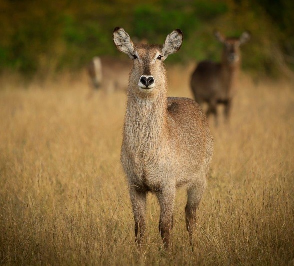 A few game mammals spotted on some long dried grass