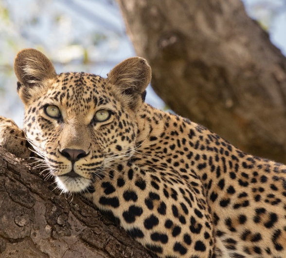 A24Jason Street   Golyoni   250123   1 Final