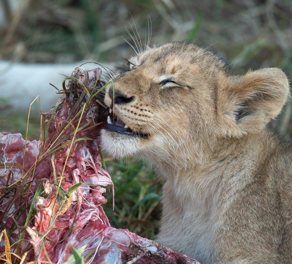 A Southern Pride cub picks off the bone, learning that every bite counts.