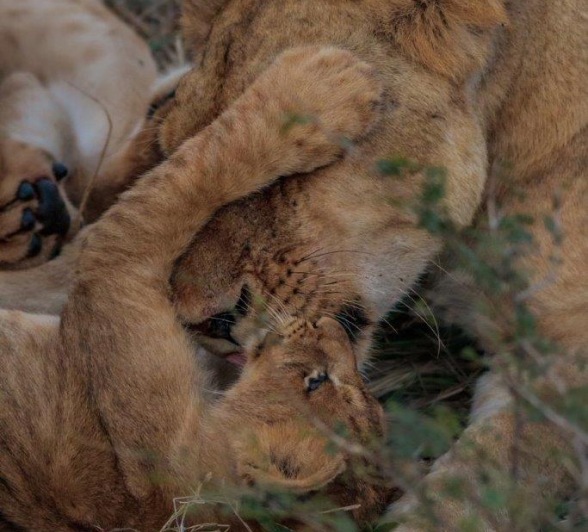 Members of the Southern Pride, a cub and lioness play together.