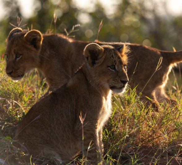 Two little cubs from the Southern Pride take a moment to consider their surroundings. 