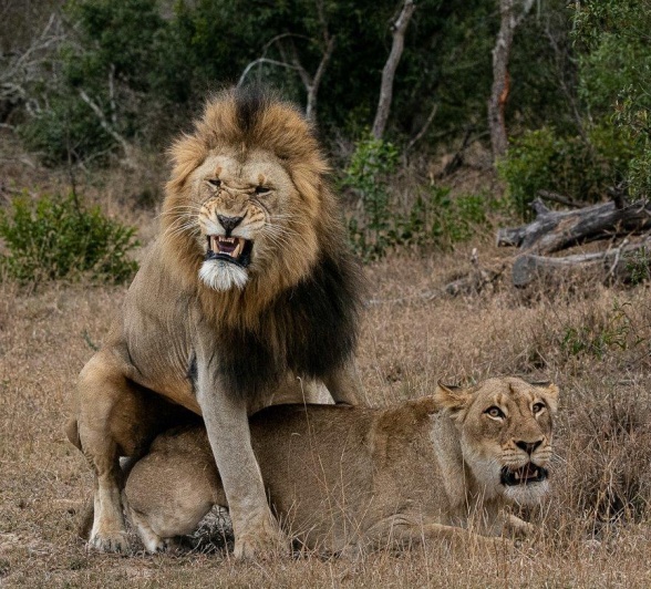 The gestation period in lions is about 108 days. 