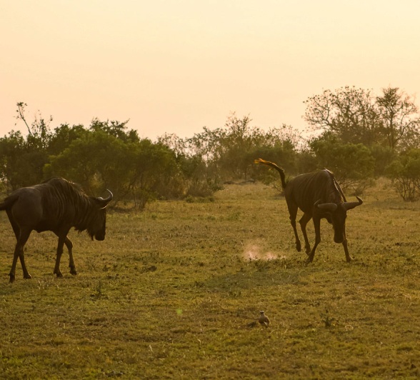 A blue wildebeest, a member of the infamous 'Ugly Five'.