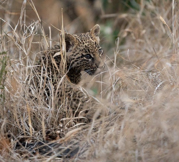 Ntsumi and her two cubs were found late on our afternoon safari. 