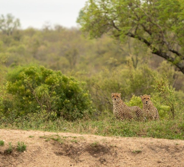 Over the past couple of safaris, we have been treated to separate sightings of a lone male as well as two brothers.