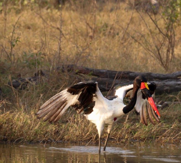 Saddle-billed Stork stalking its prey near the edge of a dwindling waterhole. Saddle-billed Stork stalking its prey near the edge of a dwindling waterhole.