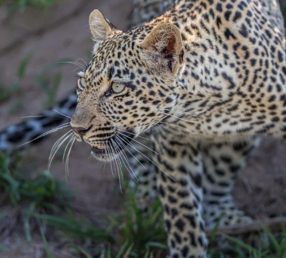 Sabi Sabi Ruan Mey Tengile Young