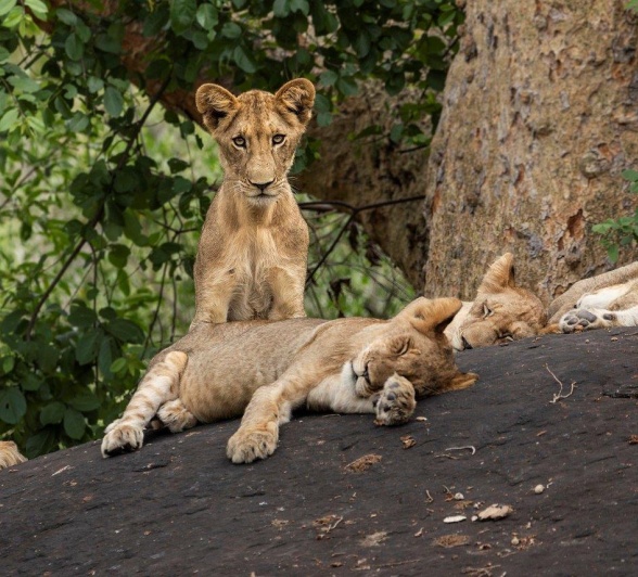 Sabi Sabi Benjamin Loon Lions On Rocky Outcrop