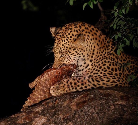 High above the ground, Nkuwa feasts on his kill, a ground pangolin.