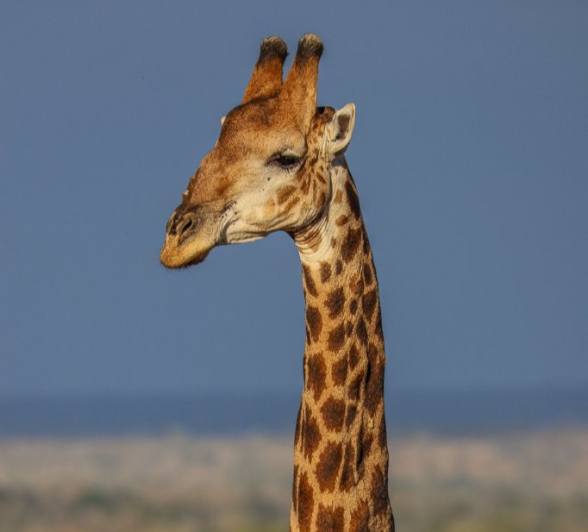 Sabi Sabi Ruan Mey Giraffe In Savannah Sabi Sabi Ruan Mey Giraffe In Savannah