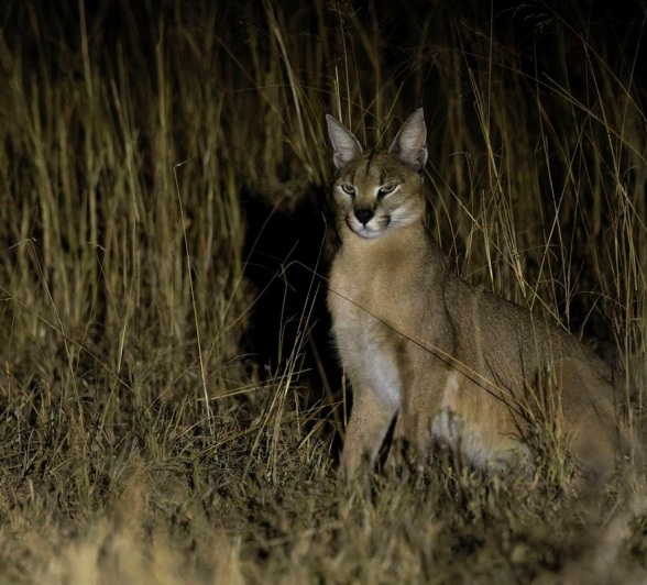 Sabi Sabi Benjamin Loon Caracal At Night Sabi Sabi Benjamin Loon Caracal At Night