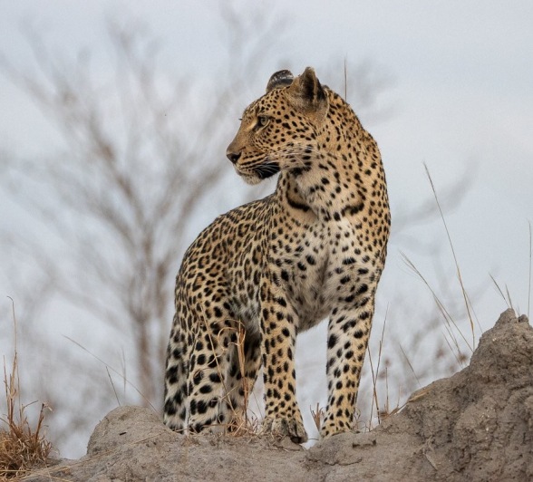 Sabi Sabi Ronald Mutero Golonyi Leopard Sabi Sabi Ronald Mutero Golonyi Leopard