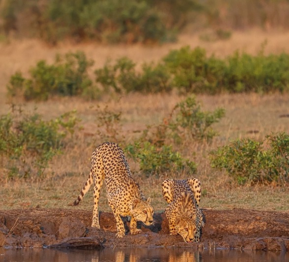 Two cheetahs drinking from a waterhole. Two cheetahs drinking from a waterhole.