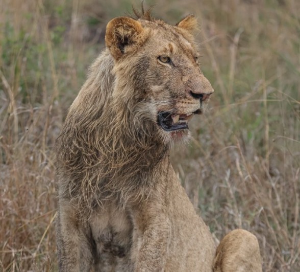 A sub-adult male lion growls at approaching hyenas near the buffalo kill.