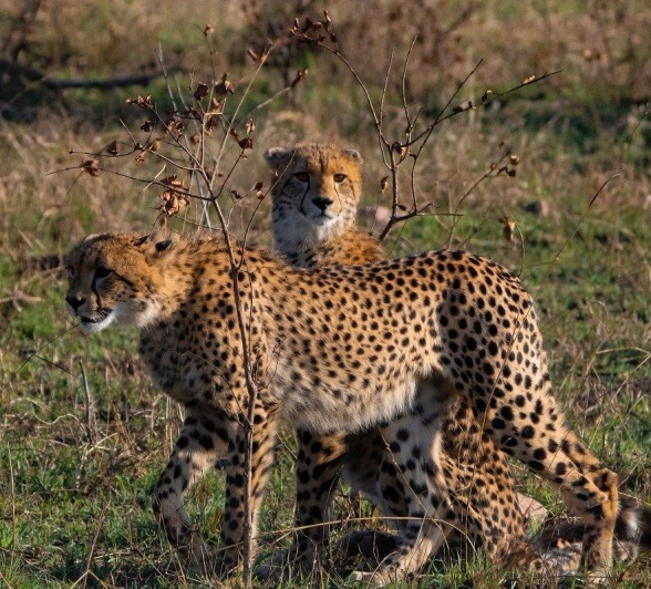 A40Devon Jansen Cheetah Two Cubs 220523 A40Devon Jansen Cheetah Two Cubs 220523