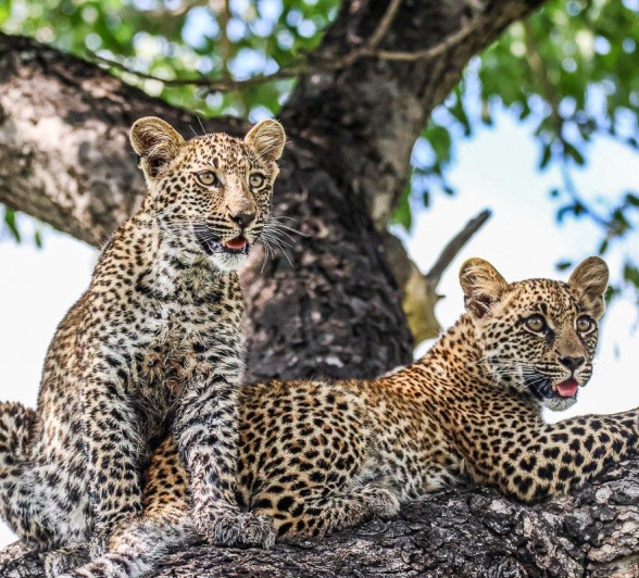 Ntsumi's healthy cubs sit in the safety of a tree. Ntsumi's healthy cubs sit in the safety of a tree.