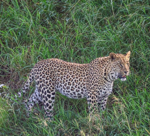 The Nottins male paused for a moment to assess his surroundings turned to our direction and gazed at us with curiosity. The Nottins male paused for a moment to assess his surroundings turned to our direction and gazed at us with curiosity.