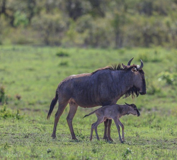 Sabi Sabi Ruan Mey Wildebeest Calf