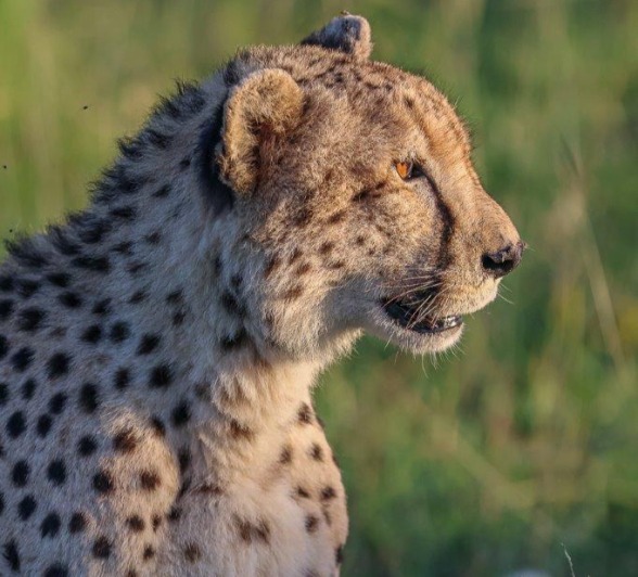Sabi Sabi Ruan Mey Cheetah Portrait