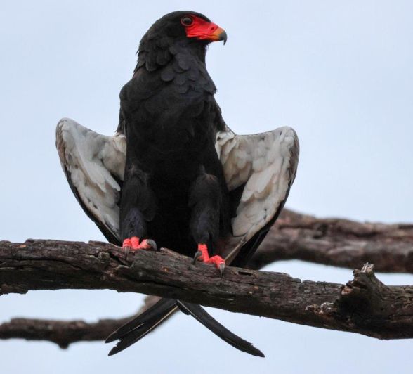 Sabi Sabi Jan Nel Bateleur
