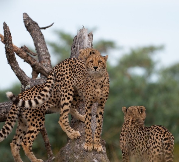Sabi Sabi Viviane Ladner Cheetah Makathini Sabi Sabi Viviane Ladner Cheetah Makathini