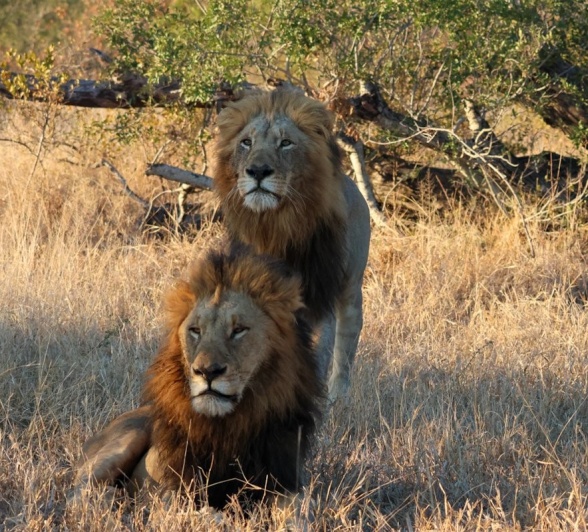 Sabi Sabi Jan Nel Gijima Males Lions