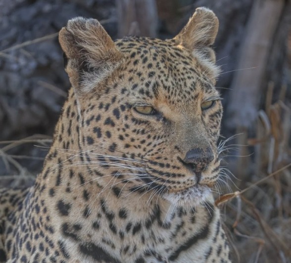 Sabi Sabi Ruan Mey Ntsumi Rests