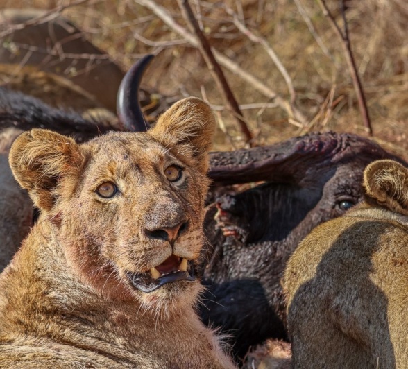 The pride devouring a buffalo kill