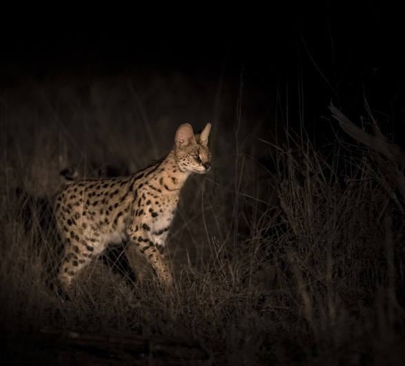 The elusive serval is seen during a night drive from Sabi Sabi.
