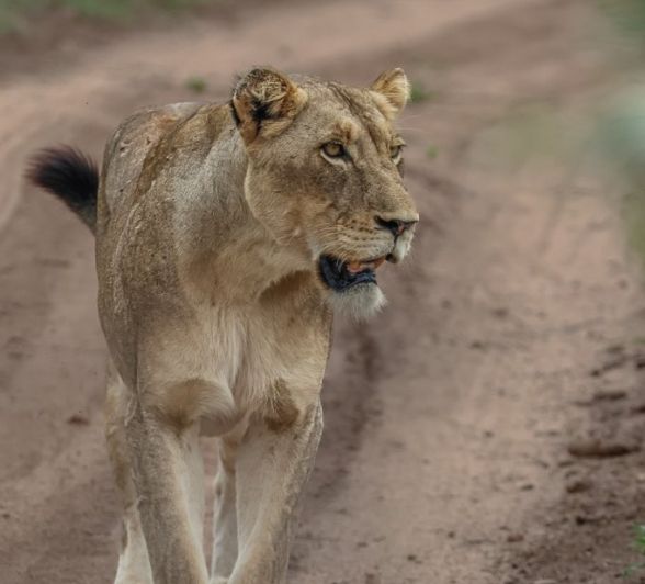 Sabi Sabi Ruan Mey Female Lion