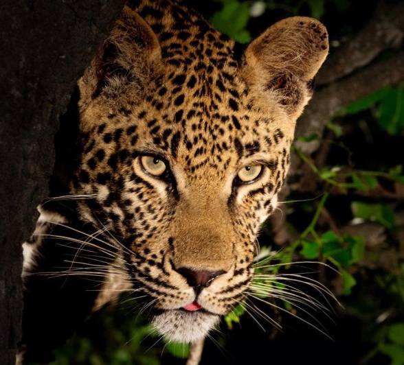 A03ronald Mutero   Ntsumi Cub   07032023 5