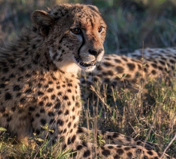 This lone male cheetah was moving through the open and had all of us on game drive from Sabi Sabi pinching ourselves in disbelief. 