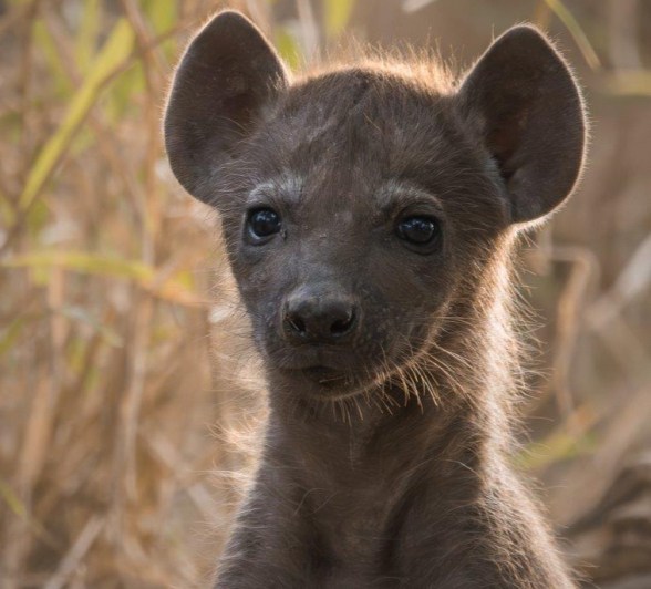 One of the two beady-eyed hyena cubs that emerged from the hole to surprise guests at Sabi Sabi. 