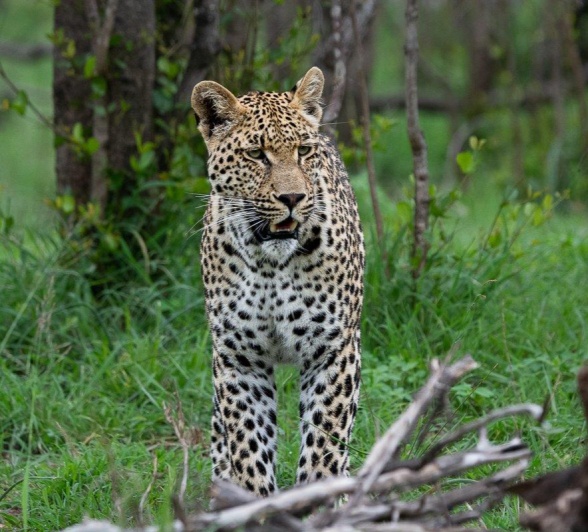 A Week in the Bush Vol. 486 | Sabi Sabi