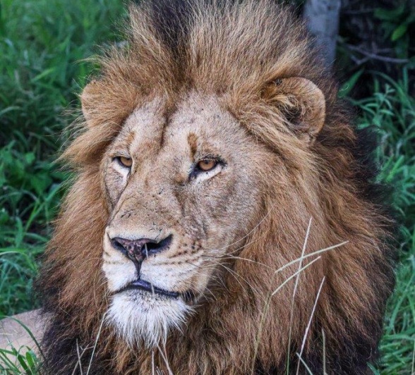 A Gijima male lion rests in the shade. 