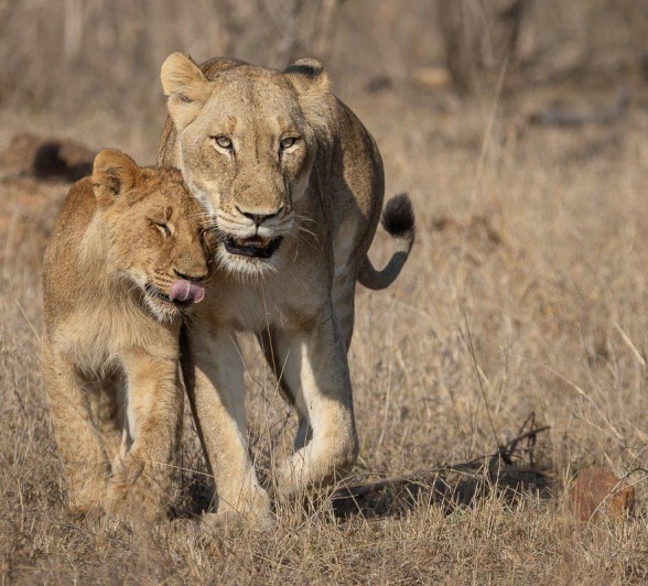 Sabi Sabi Jp Van Rooyen Msuthlu Pair Sabi Sabi Jp Van Rooyen Msuthlu Pair