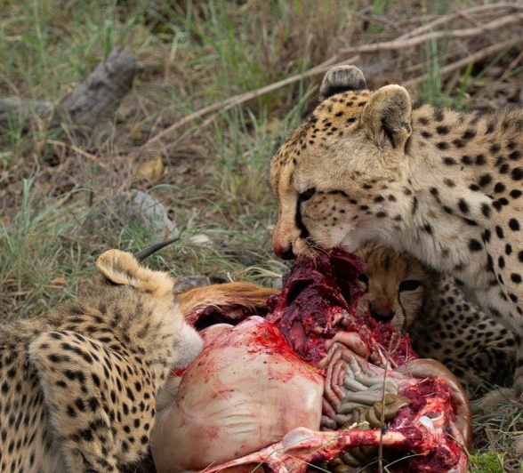 Sabi Sabi Franco Haycheetah And Cubs On Kill