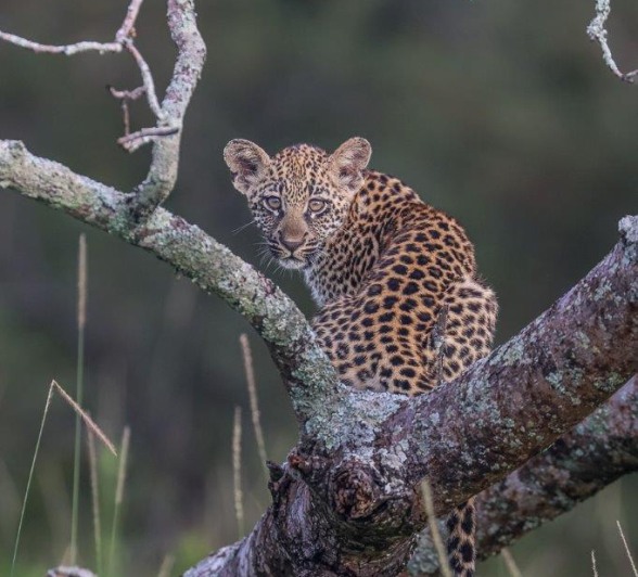 Sabi Sabi Ruan Mey Golonyi Cub Looks Back In Tree