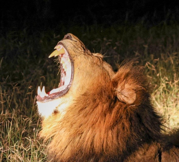 The dominant male Gijima lion is seen on a night safari from Sabi Sabi. The dominant male Gijima lion is seen on a night safari from Sabi Sabi.