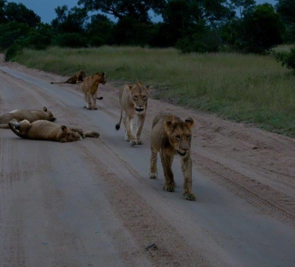 The Msuthlu pride moves at dusk. 