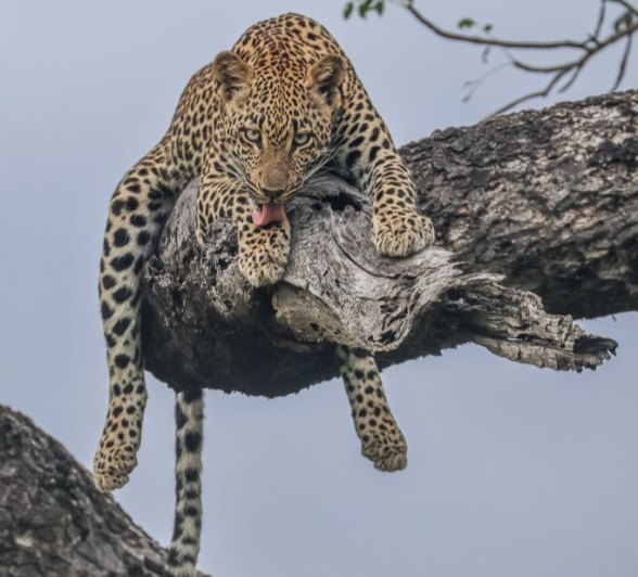 Tengile, a female leopard, licks her paws while lying on a tree branch.